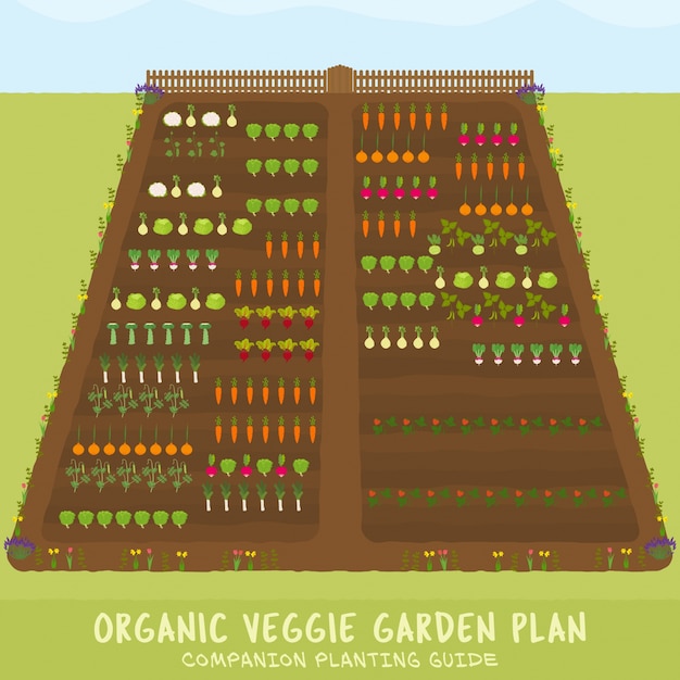 Vector plan de jardín de vegetales orgánicos