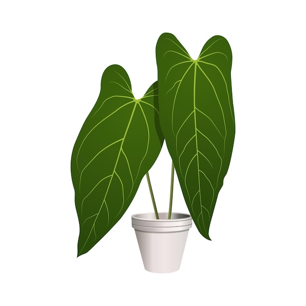 Vector plant in a pot - anthurium dark mama leaf - planta tropical de interior