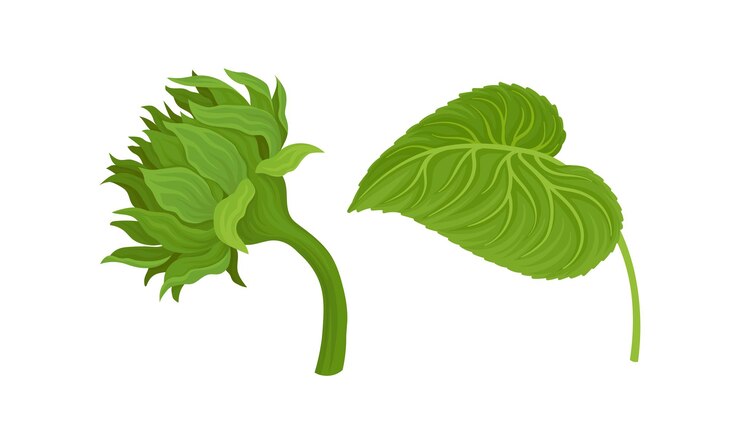 Vector planta agrícola de girasol en conjunto de vectores de tallo verde