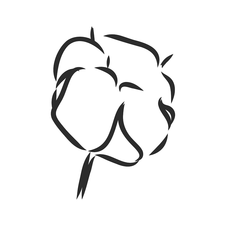 Vector planta de algodón dibujada a mano en estilo vintage. bosquejo del vector del algodón en el fondo blanco
