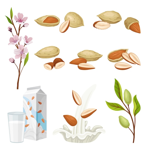 Planta de almendras y nueces en cáscara Conjunto vectorial de bebidas orgánicas vegetarianas saludables y concepto de nutrición