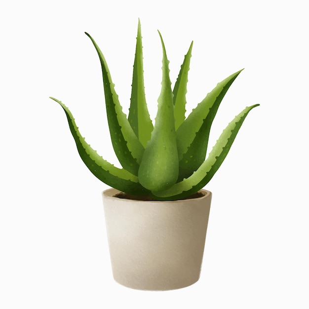 Vector planta de aloe vera aislado en blanco