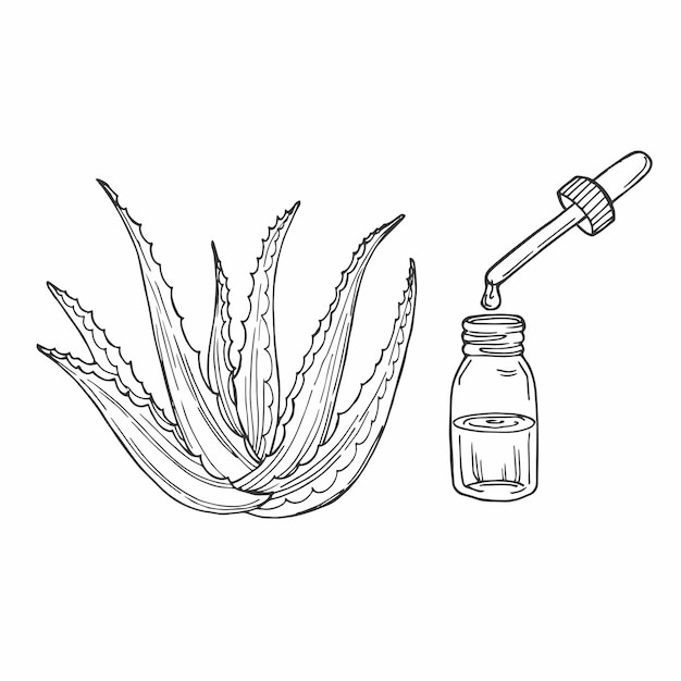 Planta de aloe vera y hojas cortadas con botella de suero y gotero Esbozo vectorial dibujado a mano