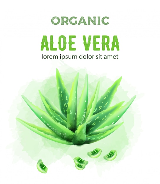 Planta de aloe vera verde acuarela orgánica