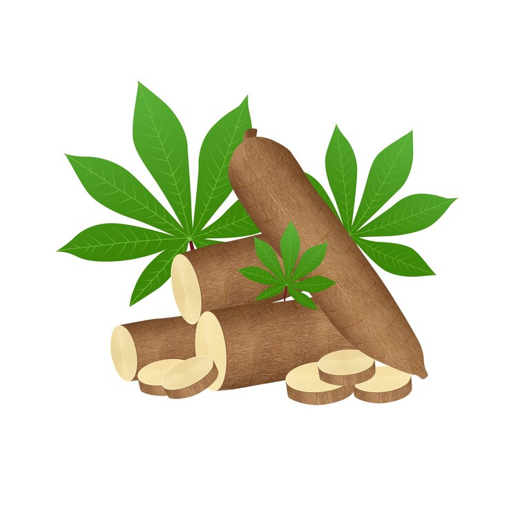 Vector planta de árbol de yuca amamos tapioca mandioca raíces de yuca plantas subterráneas plantación de yuca