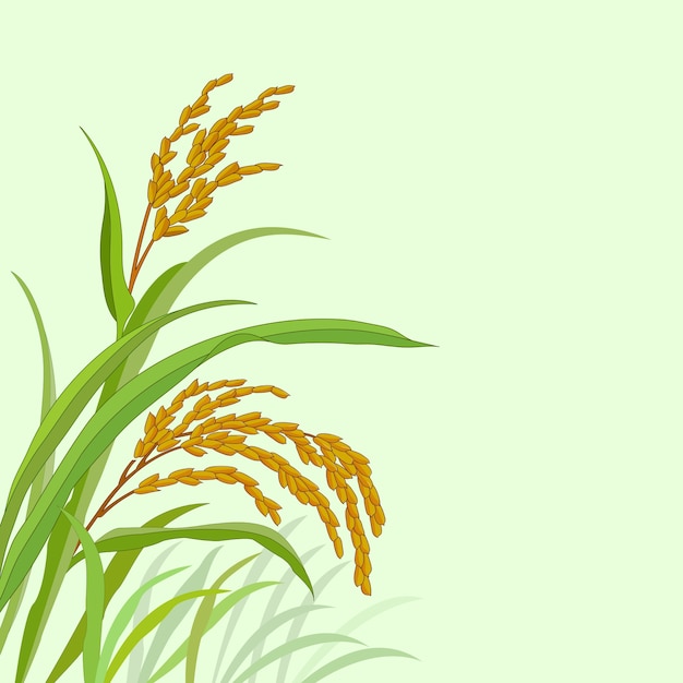 Vector planta de arroz con arroz paddy