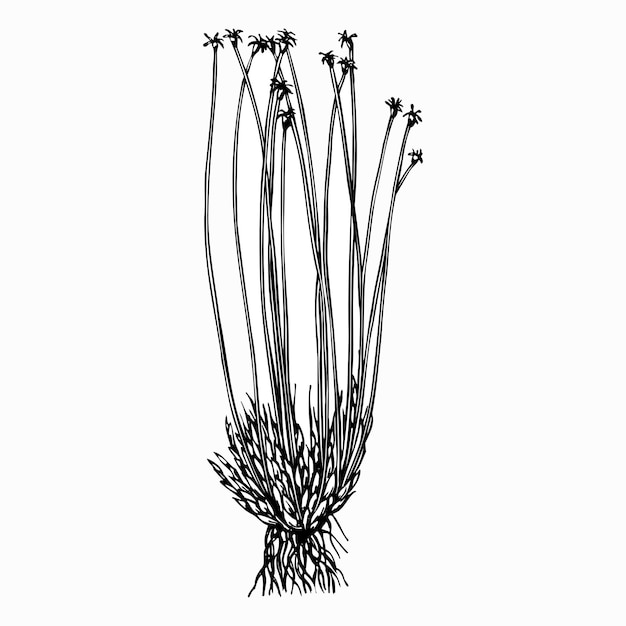 planta baeothryon