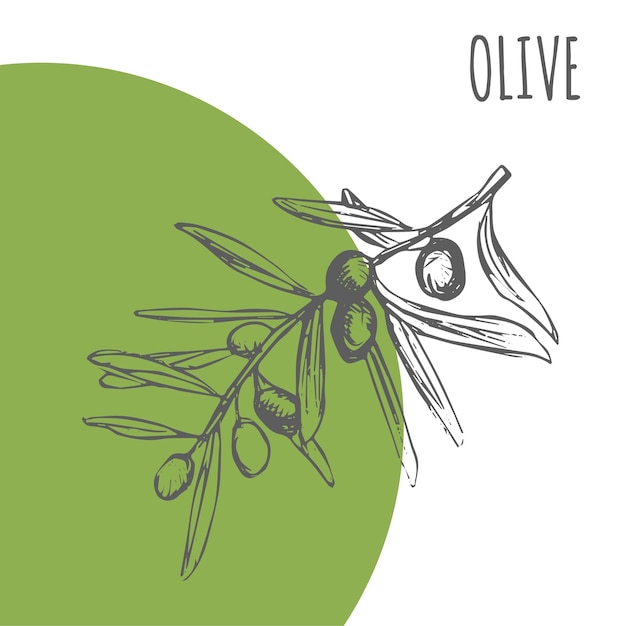 Planta botánica de dibujo vectorial de oliva