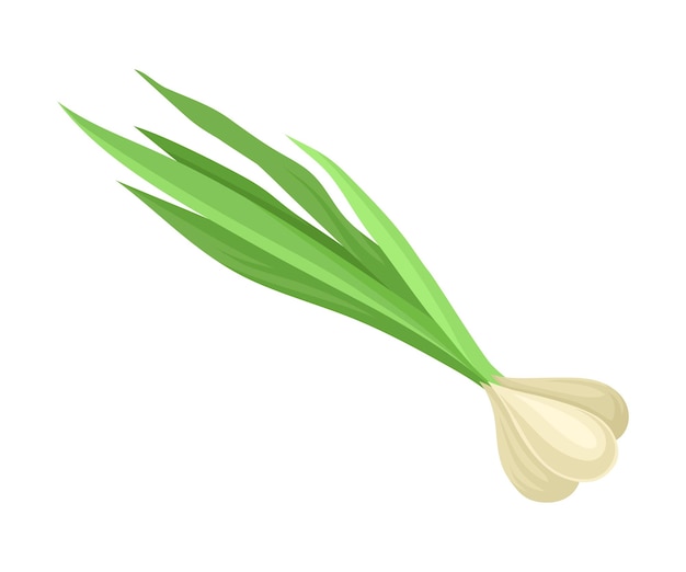 Vector planta bulbosa de sabor blanco muy saludable el ajo es un alimento y agente aromatizante de uso común ilustración para libros de cocina volantes pancartas menús concepto culinario