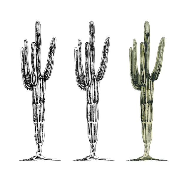 Planta de cactus saguaro. Ilustración de color de eclosión de la vendimia del vector. Aislado sobre fondo blanco.