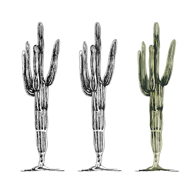 Planta de cactus saguaro. ilustración de color de eclosión de la vendimia del vector. aislado sobre fondo blanco.