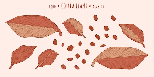 Planta de café. granos de café y hojas