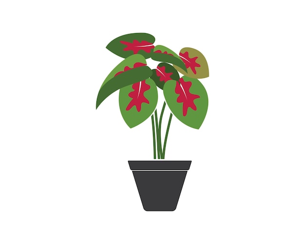 Planta de caladio en plantilla de diseño de ilustración de vector de logotipo de icono de maceta