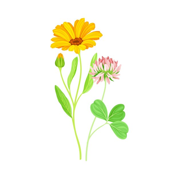 Planta de caléndula con cabeza de flor de naranja y trébol en el tallo como ilustración vectorial de hierba de prado