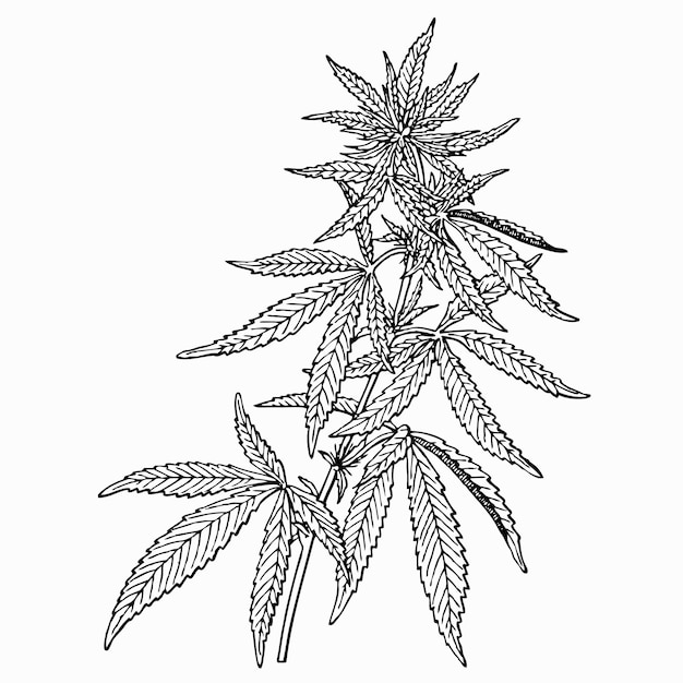 Planta Cannabis sativa