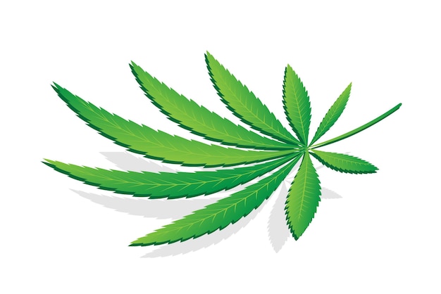 Planta de cannabis sobre fondo blanco Cannabis sativa o Cannabis indica marihuana