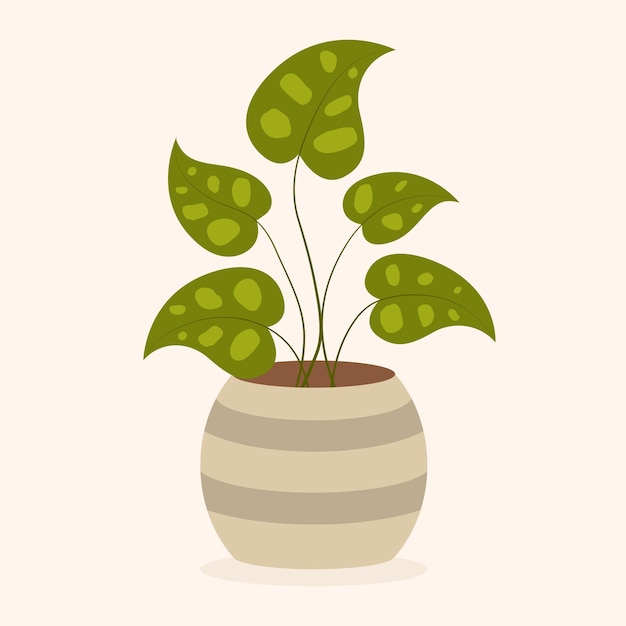 Planta de la casa en maceta