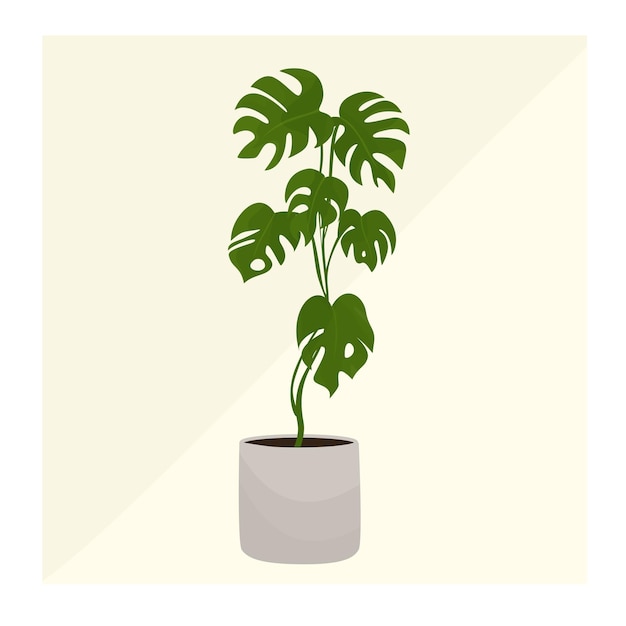 Planta de casa Monstera para la decoración de interiores