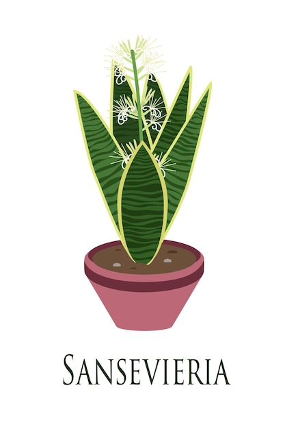 Planta de casa sansevieria en maceta diseño plano ilustración vectorial