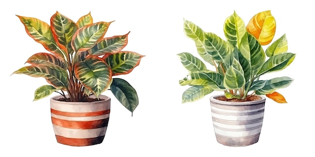 planta de croton en una olla ilustración vectorial de acuarela