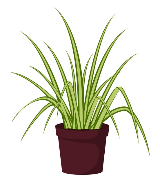 Planta doméstica en una maceta aislada sobre un fondo blanco