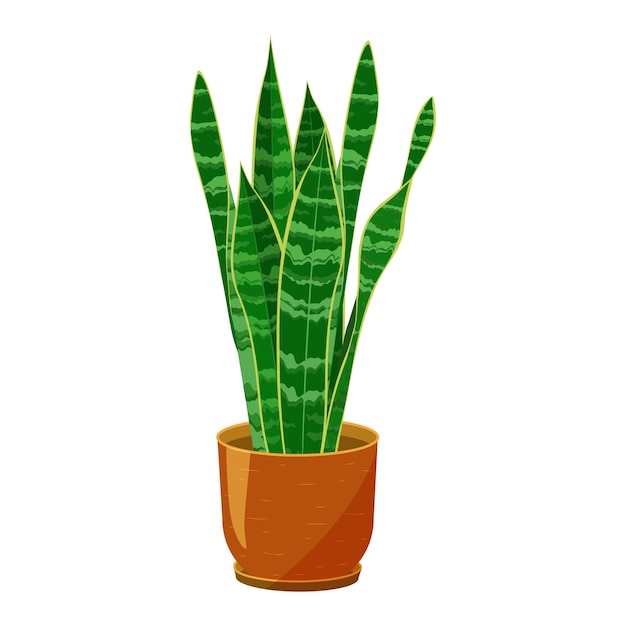 Planta de Dracaena en una olla de plantas de cerámica Planta de interior popular también llamada lengua de la suegra