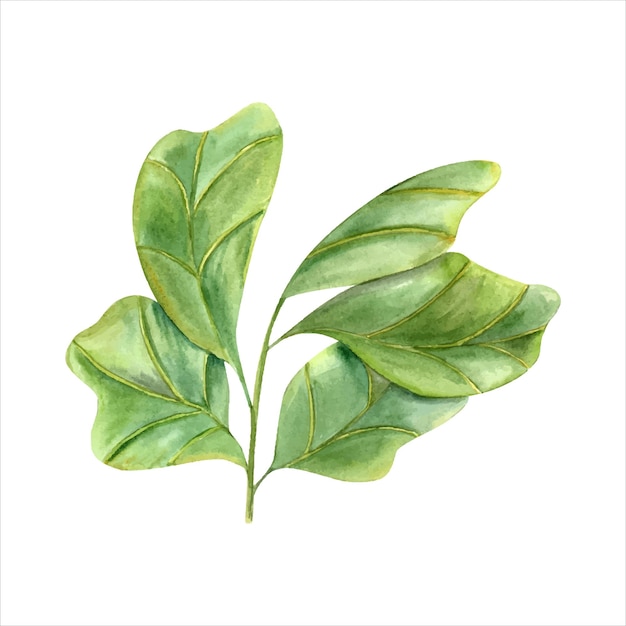 Vector planta elegante con enormes hojas verdes acuarela hoja de violín higo rama de ficus lyrate