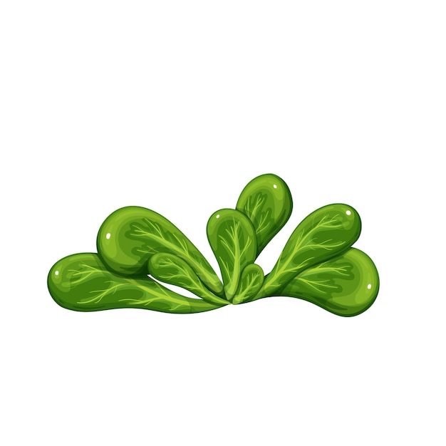 Vector planta de ensalada de maíz, lechuga de cordero. ilustración vectorial.