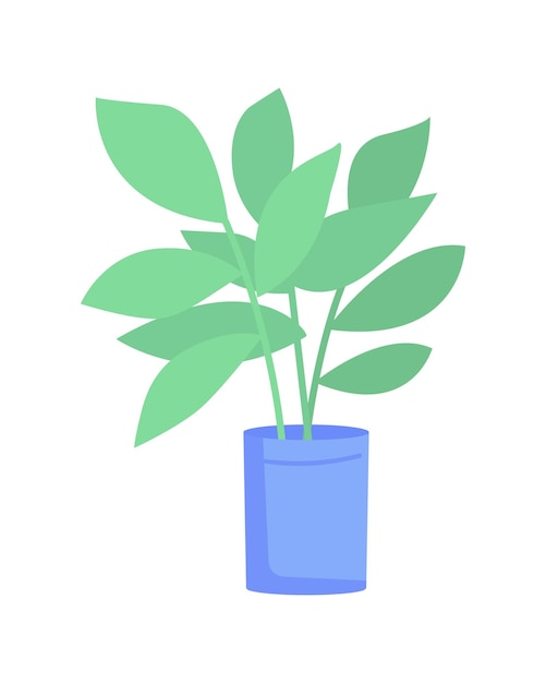 Planta de Ficus elastica en objeto de vector de color semi plano olla azul. Artículo de tamaño completo en blanco. Planta de interior de árbol de caucho aislado ilustración de estilo de dibujos animados moderno para diseño gráfico y animación