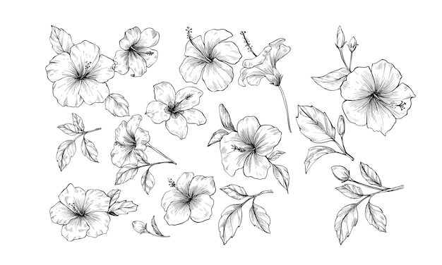 planta de flores grabado con ilustraciones dibujadas a mano