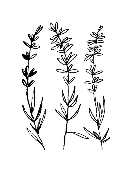Planta con flores de lavanda Mini impresión de arte Ilustración vectorial monocromática dibujada a mano