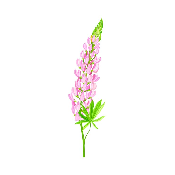 Vector planta con flores de lupino o lupino con hojas de color verde palmate y vector de giros de flores densas de lila
