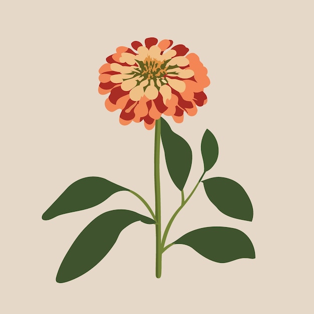 Planta con flores de zinnia aislada