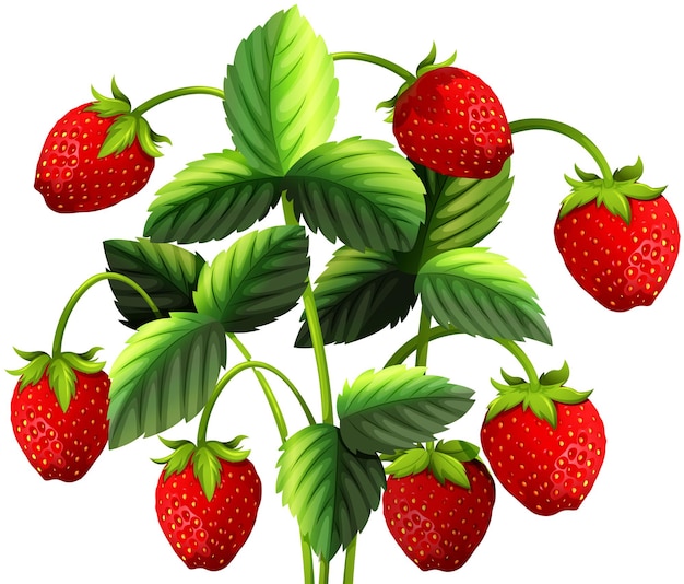 Planta de fresa con fresas rojas