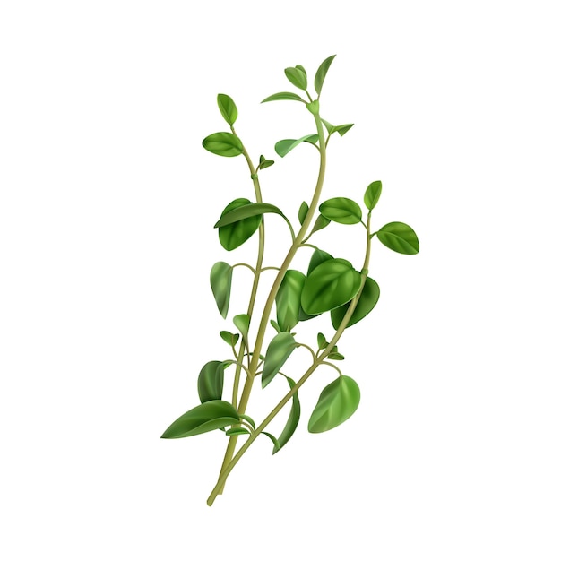 Planta de fucsia de árbol vectora aislada en blanco