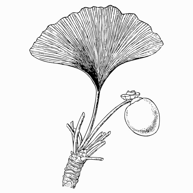 Vector planta ginkgo biloba