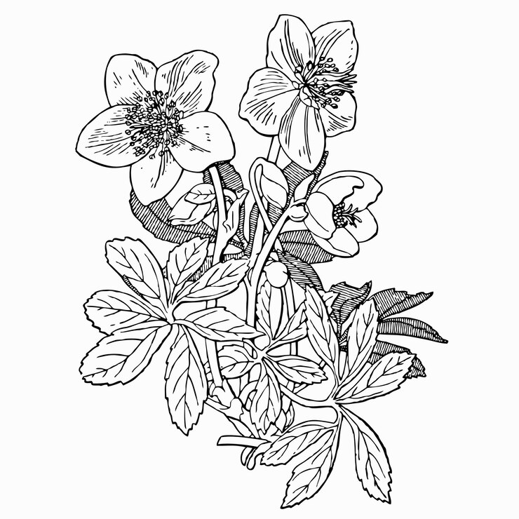 Vector planta helleborus niger