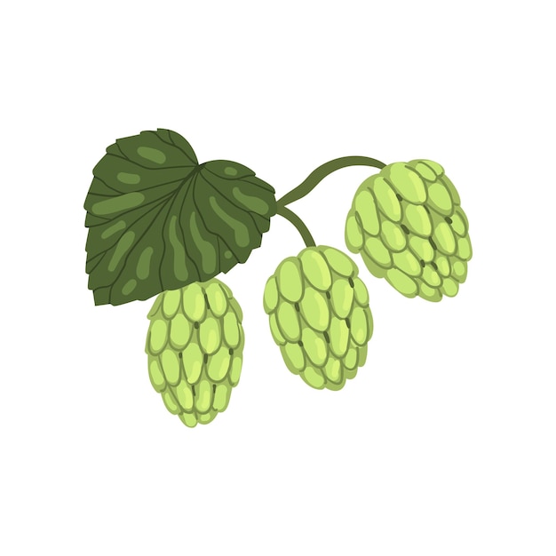 Planta de hierba de lúpulo con elemento de hoja para el diseño de productos de cervecería vector ilustración sobre un fondo blanco