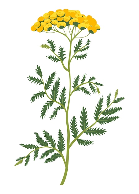 Vector planta de hierba o hierba amarilla en flor
