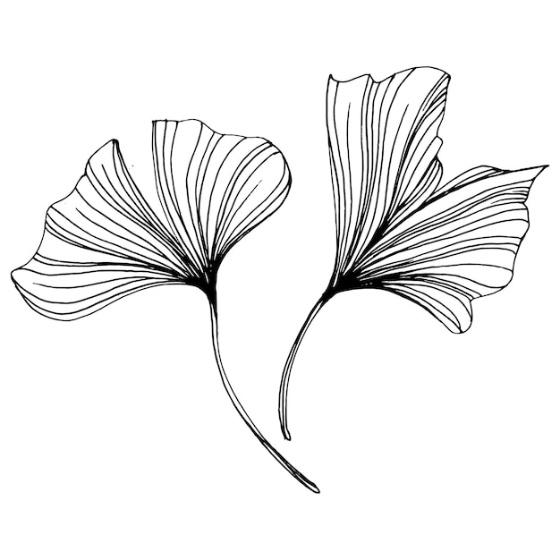 Planta de hierbas ginkgo a mano dibujo boceto