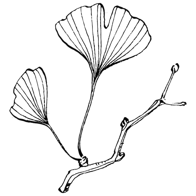 Planta de hierbas ginkgo a mano dibujo boceto