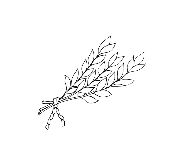 Planta de hoja de laurel con hojas Planta de hoja de laurel dibujada a mano Ilustración vectorial aislada en blanco