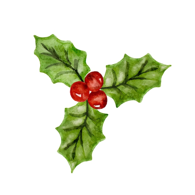 Planta de hojas de acebo de Navidad, bayas rojas, naturaleza, diseño de vacaciones de invierno