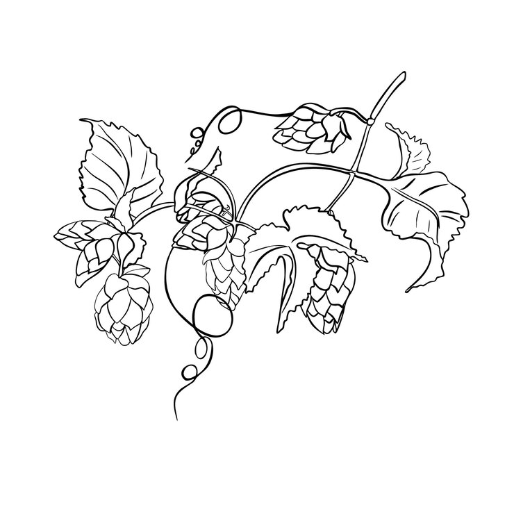 Vector planta de humulus de lúpulo planta de humulus negra blanca ilustración vectorial lineal aislada conos de lúpulos en zarcillos de ramas contorno monocromático dibujado a mano en boceto botánico para etiqueta de cerveza envasado de hierbas oktoberfest