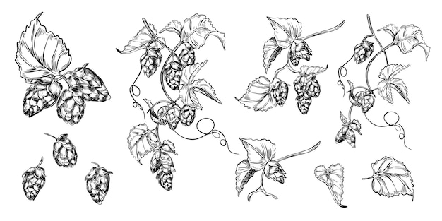 Planta de humulus de vid de lúpulo hojas negras blancas ilustración vectorial gráfica aislada Conjunto de conos de lúpula en la rama grabado monocromático dibujado a mano en boceto botánico para la etiqueta de cerveza Oktoberfest elaboración de cerveza