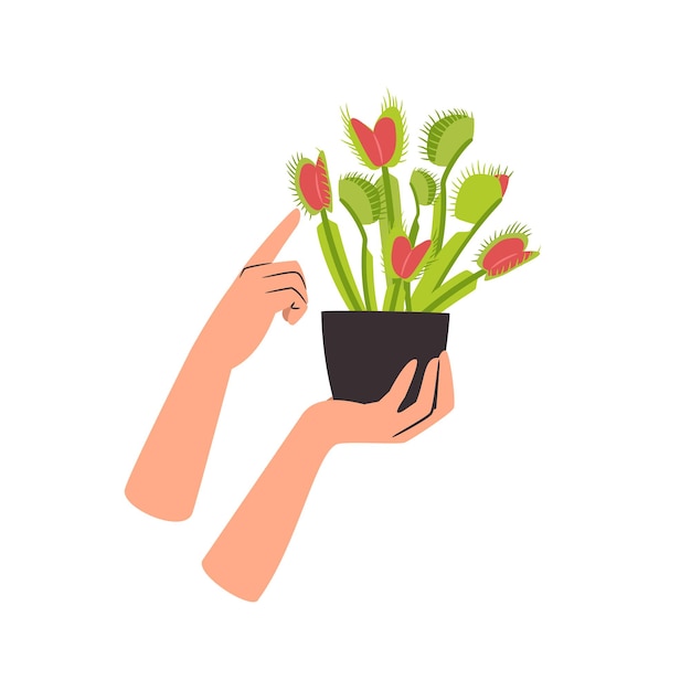 Planta de interior carnívora Venus trampa de moscas en una olla de flores con las manos de la mujer