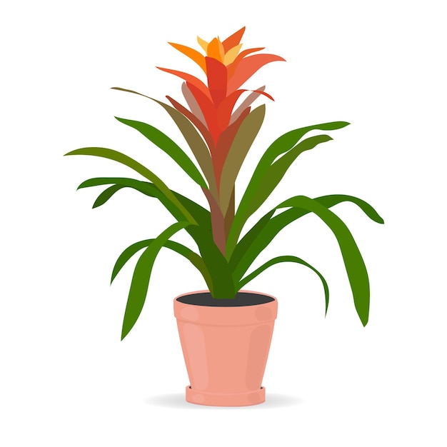 Planta de interior para la casa guzmania Aislado sobre fondo blanco Vector plano de color