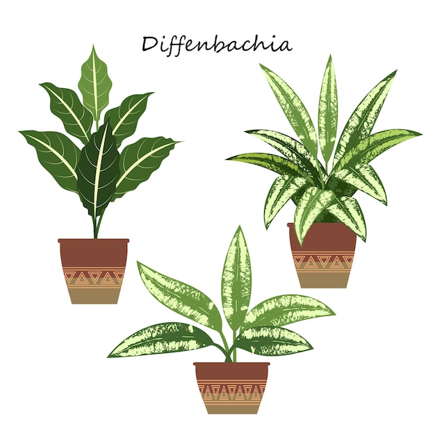 planta de interior Dieffenbachia