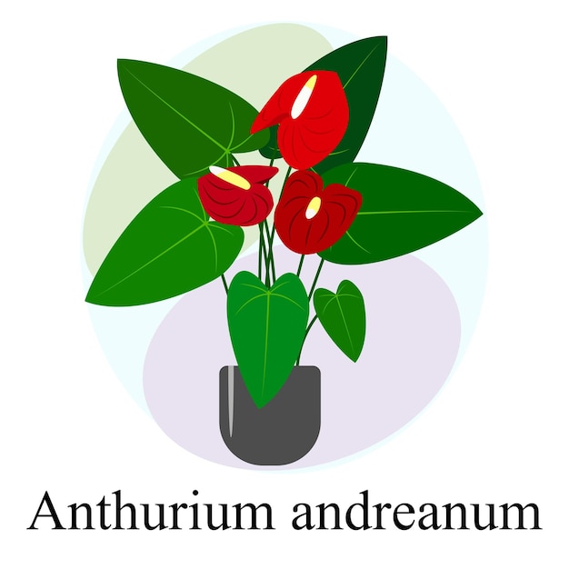 Planta de interior con flores Anthurium andreanum Flores rojas de Anthurium andreanum