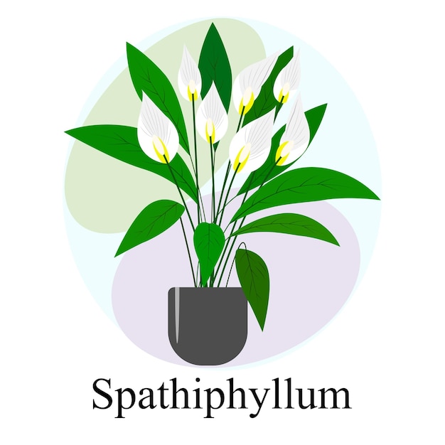 Planta de interior con flores Spathiphyllum Flores blancas de spathiphyllum